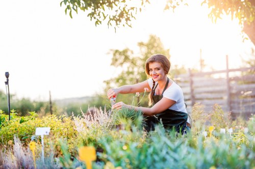 Healthy green lawn care in Colindale with neat edging